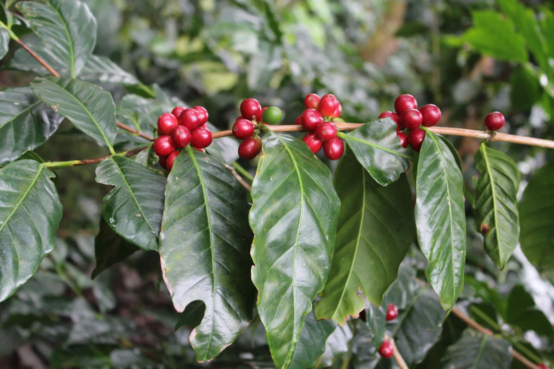 Tout savoir sur la variété café Bourbon