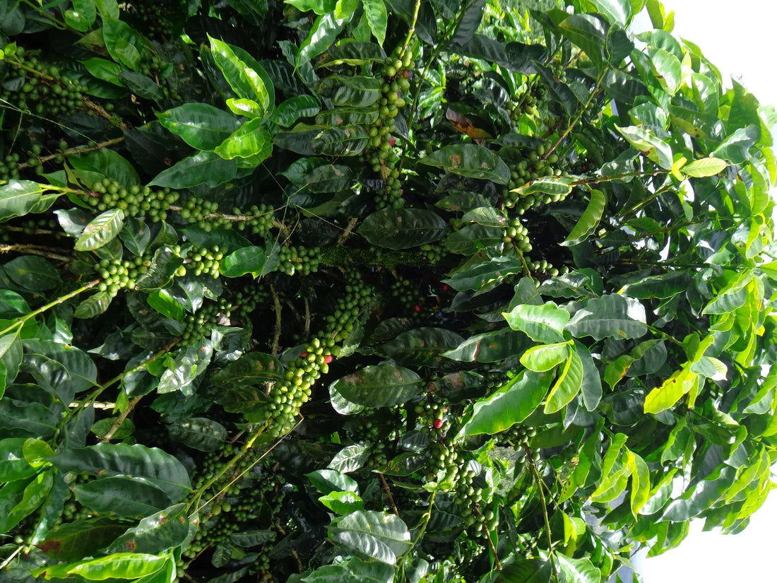 Centroamericano : La Révolution du Café Spécialité