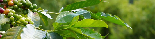 Café Bio et Spécialité : Un Équilibre Fragile