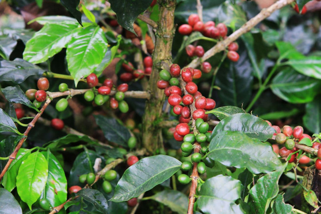 Sarchimor : La Révélation du Café Spécialité