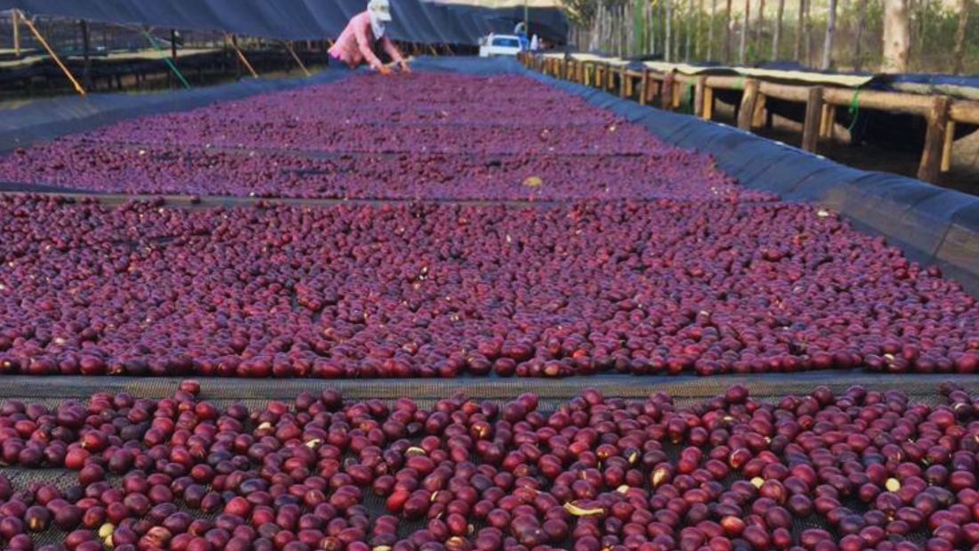 Tout savoir sur l'origine café Nicaragua