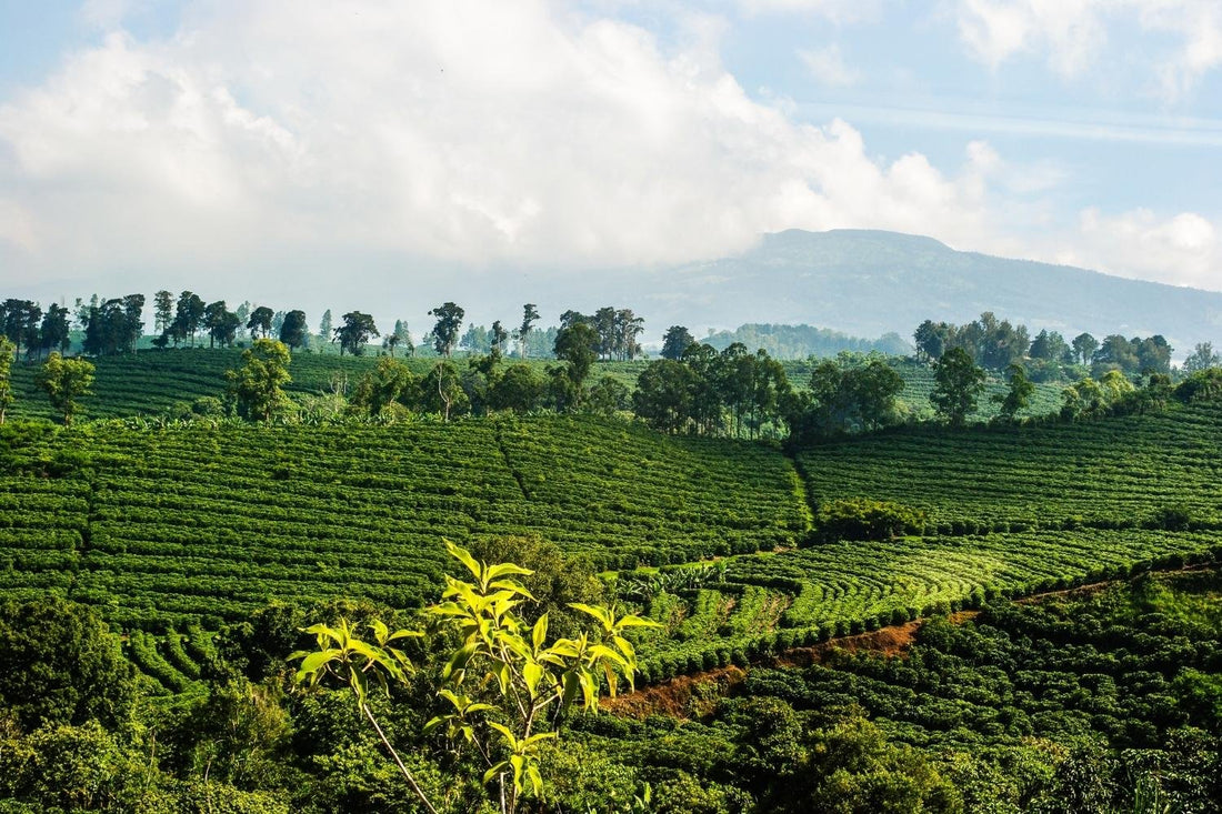 Le Café d'Origine Costa Rica