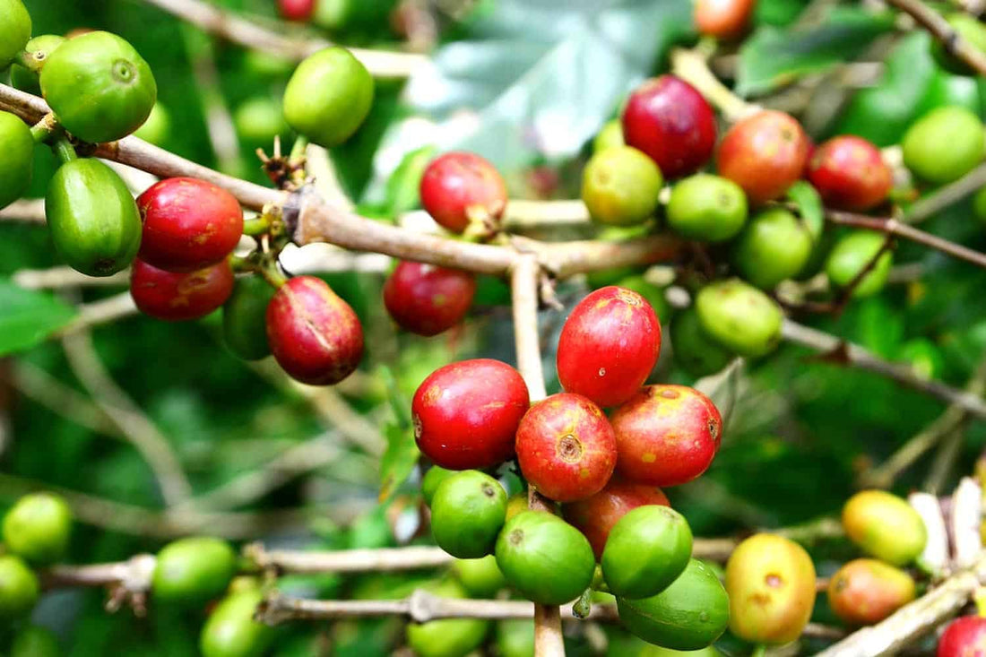 Caturra : La Variété Élégante du Café
