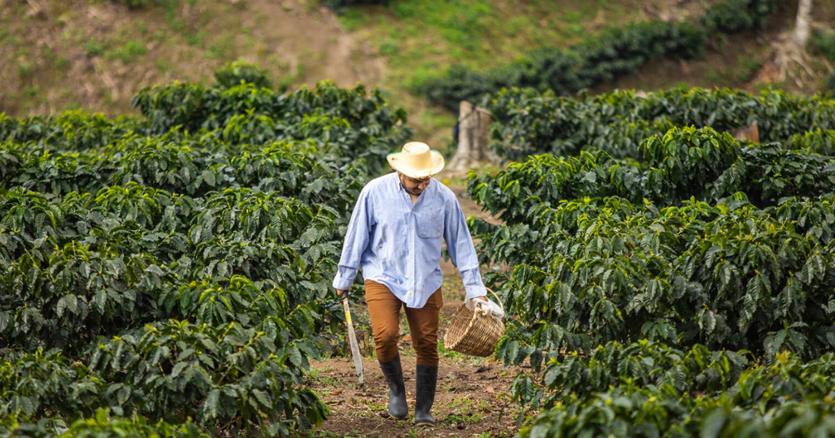 Picasso, Honduras - espresso