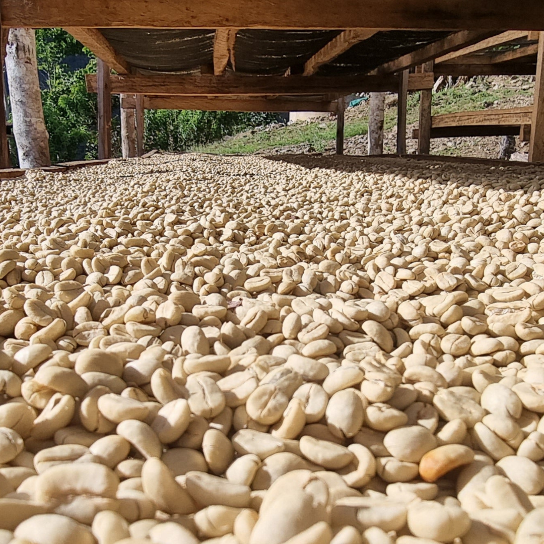 Yolanda Cabrera, Pérou - espresso