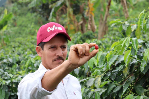 COLOMBIA Villa Betulia - EDITION LIMITEE