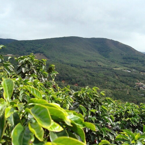 La magie du café Jember