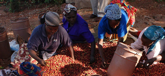 Café d'Origine Kenya : un incontournable