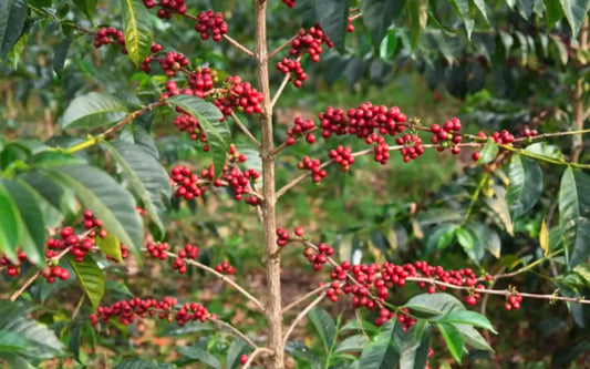 Tout savoir sur la variété café Kurume