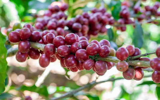 Le Café Pacas : La Varieté d'Exception