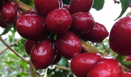 Maracaturra : Un Cultivar de Café Exotique