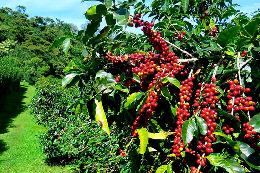 Tout savoir sur la variété café Blue Mountain