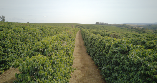 Découvrez Arara : une variété du Brésil