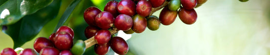 Tout savoir sur la variété café Ruby