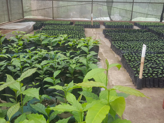 Tout savoir sur la variété de café Batian