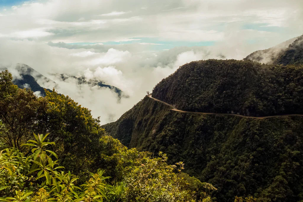 Tout savoir sur la variété café Castillo