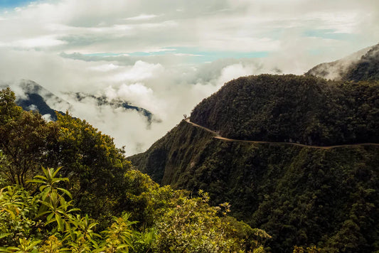 Tout savoir sur la variété café Castillo
