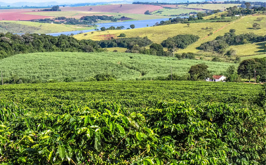 Café Brésilien : l'Origine et ses Trésors