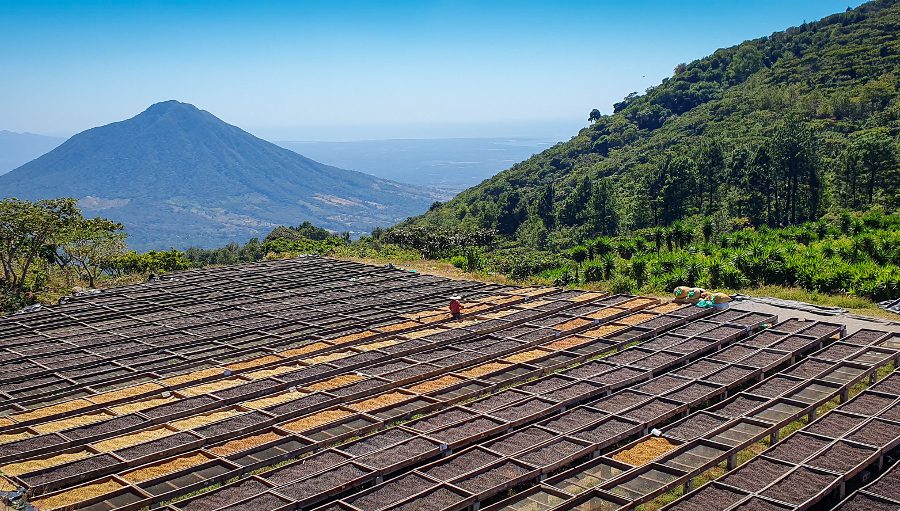 Café : tout savoir sur l'origine Salvador
