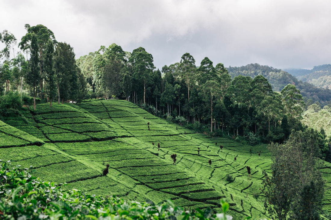 Le Café Origine d’Indonésie : Un Voyage Aromatique