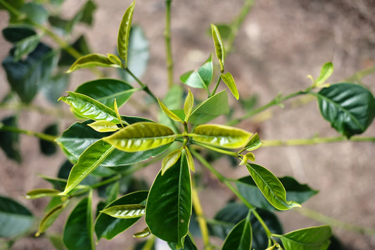 Tout savoir sur la variété café K7