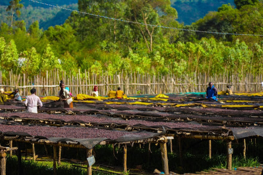 Tout savoir sur la variété café JARC