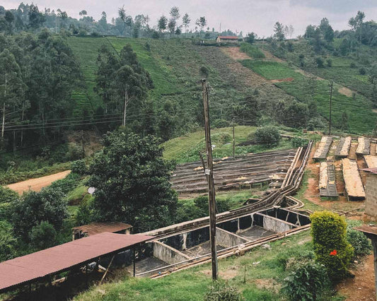 Karinga: des cultivateurs kenyans iconiques