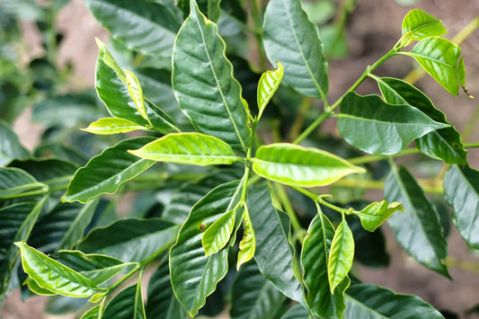 Mundo Novo : La Variété Café à Découvrir