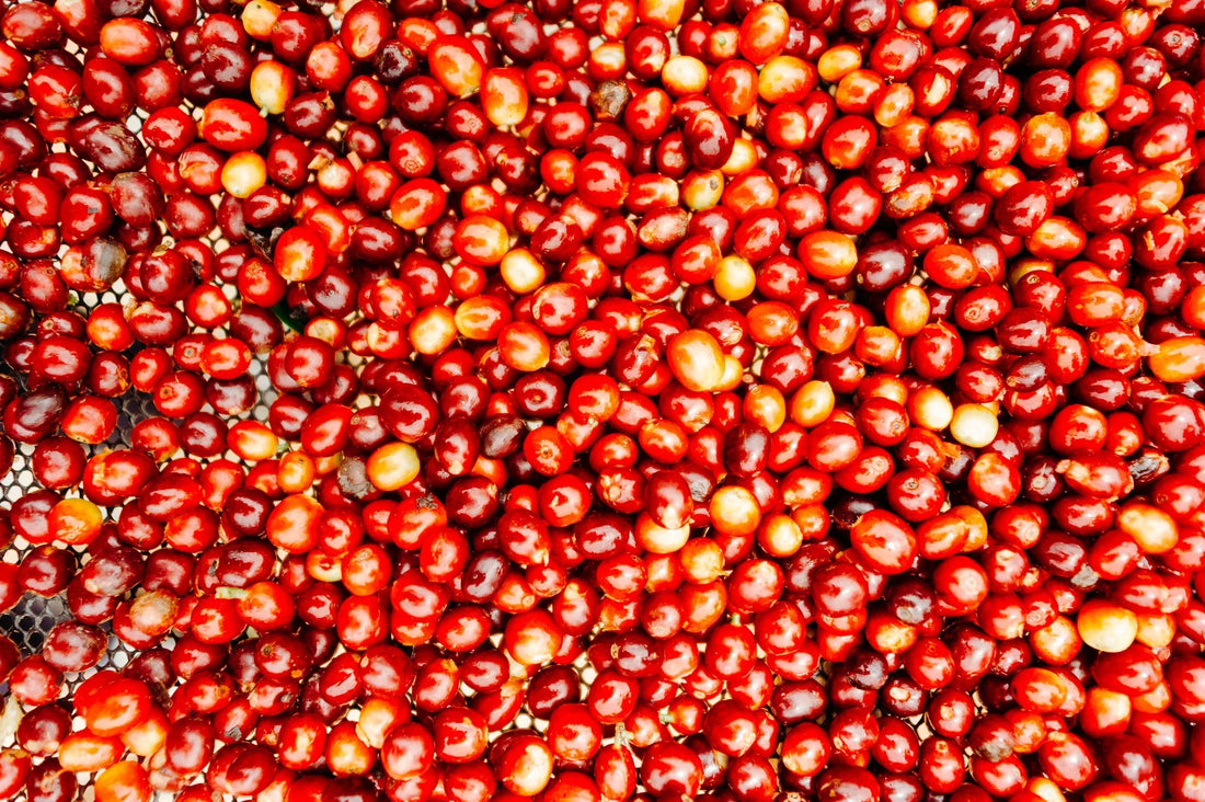 Découvrez l'Ombligon : Café Rare et Exceptionnel