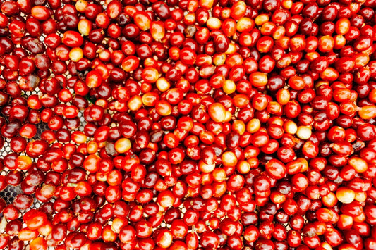 Tout savoir sur la variété café Ombligon