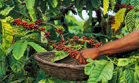 SL28 : La variété café qui fascine les palais