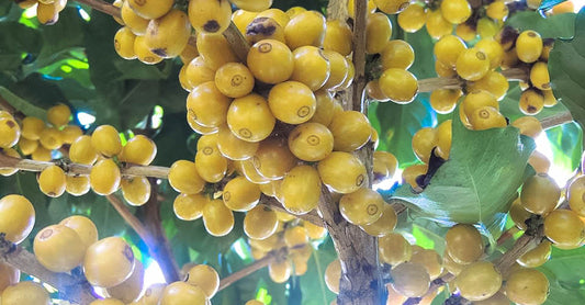 Tout savoir sur la variété café Acaia