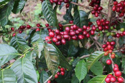 Pacamara : la variété révélée par le Salvador