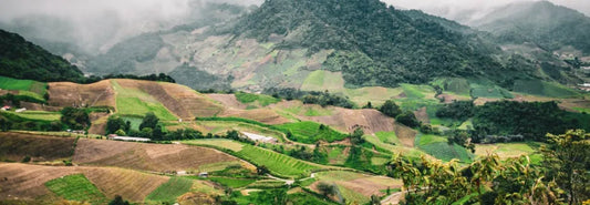 Tout savoir sur l'origine café Panama