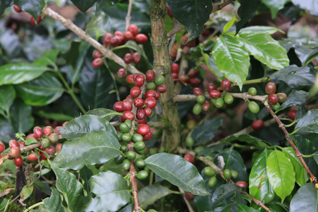 Tout savoir sur la variété café Parainema