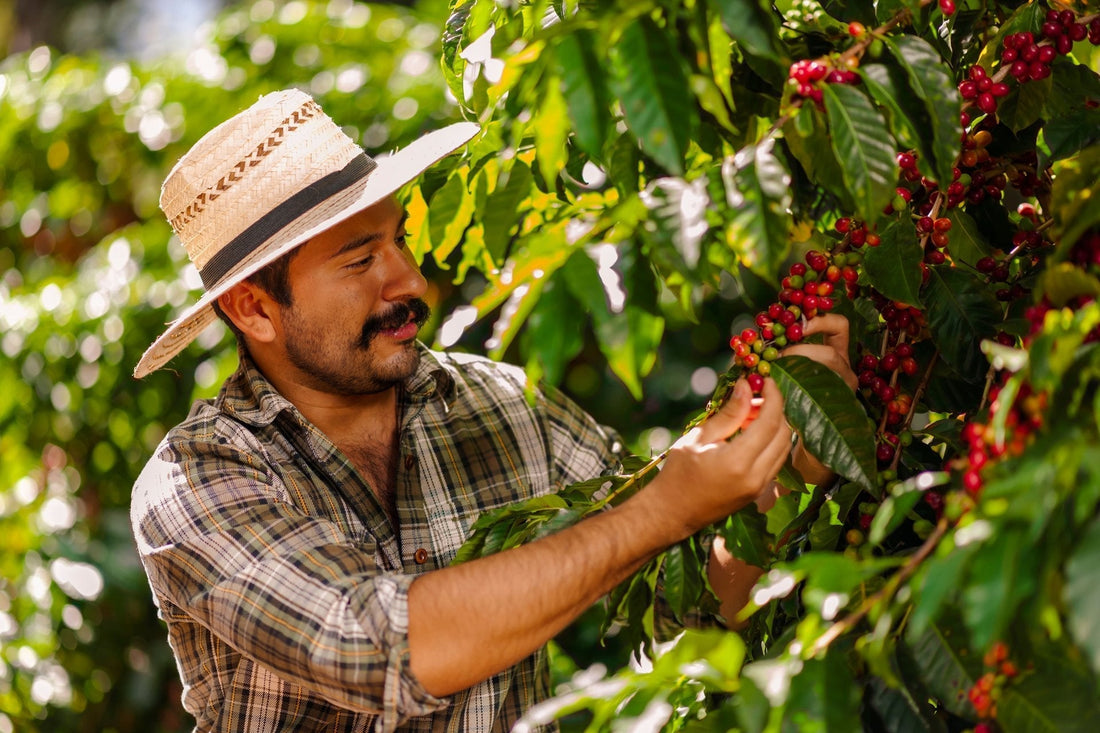 Le Café Colombien : l'origine la plus célèbre