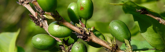 Laurina : La Rare Varieté de Café à Découvrir