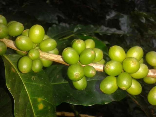 Villa Sarchi : Le Café Révélateur d'Attributs