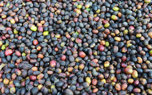 Wush Wush : La Révélation d'Ethiopie