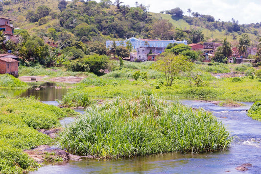 Maragogipe : Le Café Géant à Découvrir
