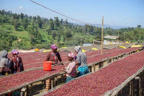 Abyssinia : La Variété Café à Découvrir