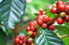 Java : Découvrez cette variété de café unique