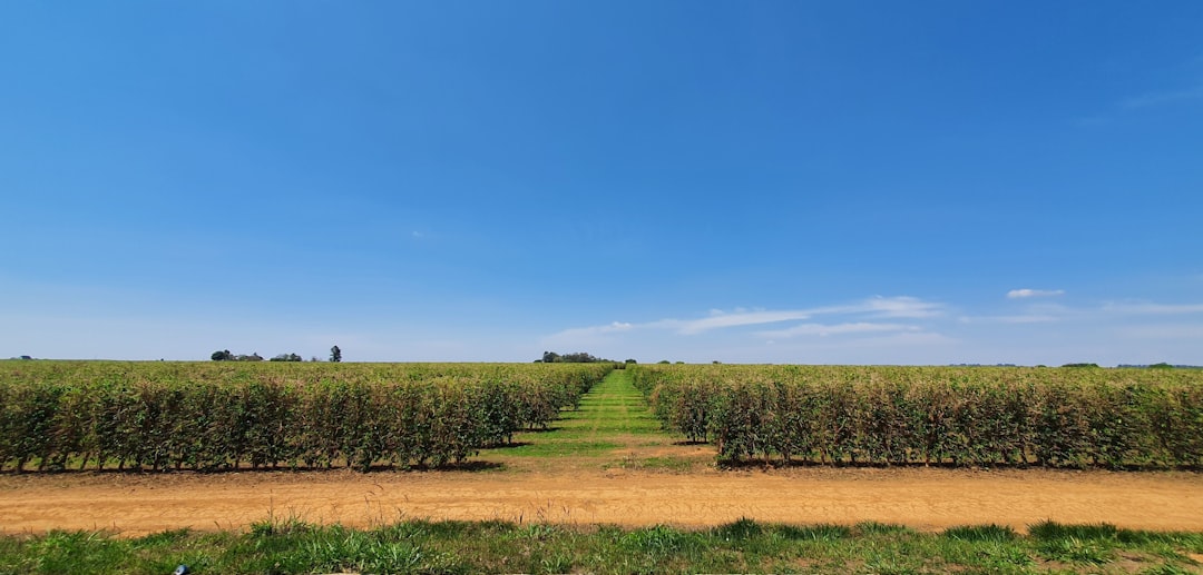 a field of green plants