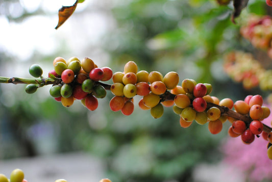 Rameau de caféier portant des cerises de café à différents stades de maturité, du vert au rose