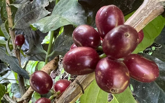 Tout savoir sur la varité café Sidra