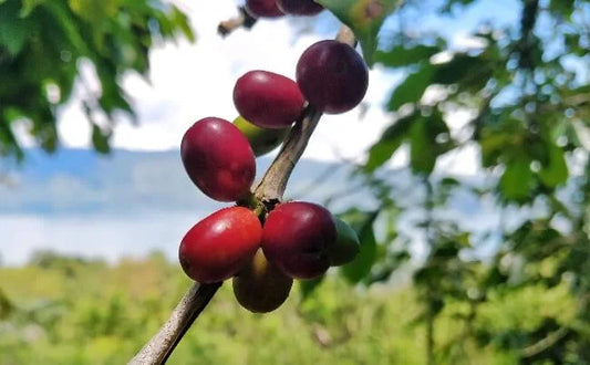 Sumatra : Plongée dans une variété café unique