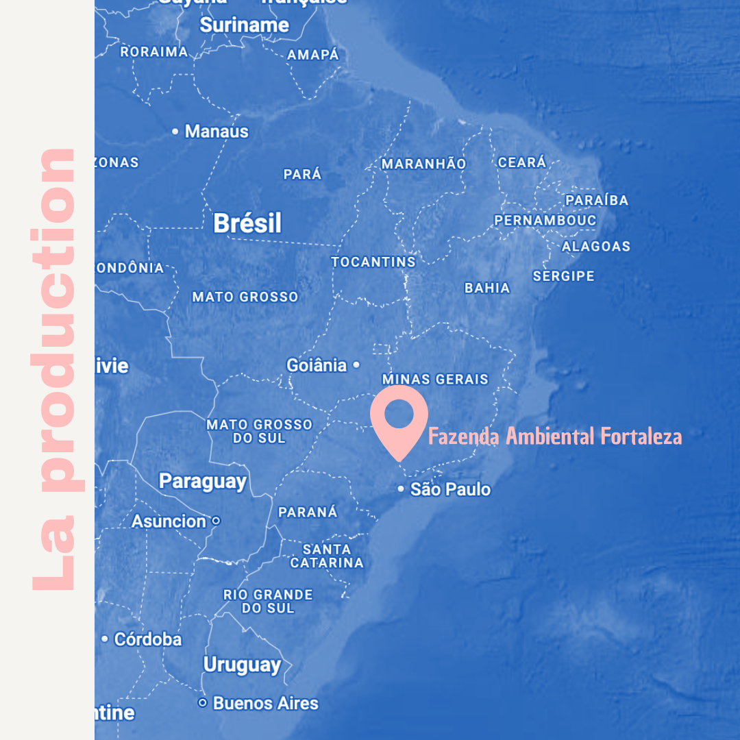 BRAZIL Fazenda Ambiental Fortaleza Organic – Café filtre