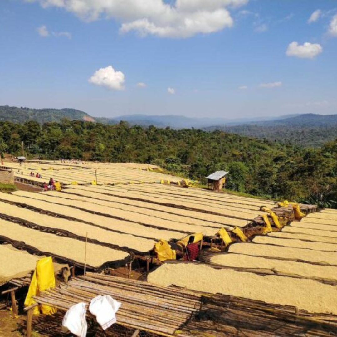 ETHIOPIA Diima Benti Nenka – Café filtre