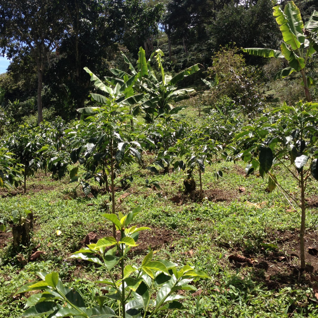 GUATEMALA Buena Vista – Café filtre