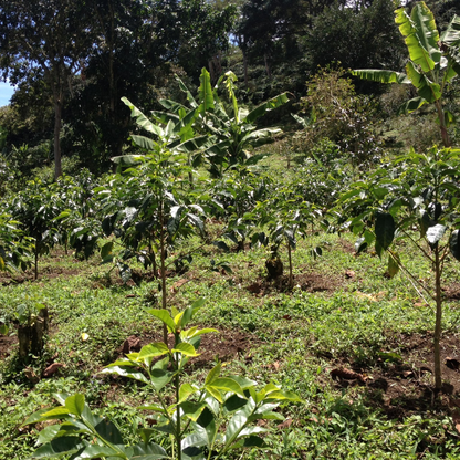 GUATEMALA Buena Vista – Café filtre